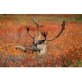 thumbnail image 2 of Garber, Howie 32x22 Gold Ornate Wood Framed with Double Matting Museum Art Print Titled - Large male caribou in red fall tundra-eye to eye with photographer-Denali National Park-Alaska, 2 of 4