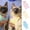 Yellow, variant on Cheers.US Cats Recovery Suit Super Soft Wear Resistant Cotton Cat Surgical Recovery Suit Pet Apparel,Breathable, Eye-catching, Soft for Cat, Kitty and other Small Animals