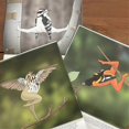 thumbnail image 3 of 2025 Extremely Accurate Birds Calendar Decorative Wall Monthly Calendar for Bird Lovers Room Calend, 3 of 5