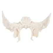 Axis Scientific Human Sphenoid Bone Model | Cast From a Real Human Sphenoid Bone Specimen | Life Size Replica Details All Fissures, Canals, and Processes | Includes Product Manual |