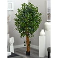thumbnail image 6 of 6' Palace Style Ficus Silk Tree, 6 of 8