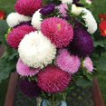 thumbnail image 2 of shiyou-- 100+ Aster Nain - Mélange de Fleurs, 2 of 4