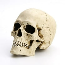 Veronese Design 6 1/4" Tall Human Skull with Motion Jaw Realistic Resin Sculpture