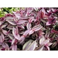 thumbnail image 3 of Burgundy Tradescantia - 2.5" Pot, 3 of 3