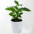 thumbnail image 4 of PRETXORVE Green Pots Balcony Vegetable Garden Green Container With Base Home Bonsai Storage, 4 of 7