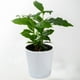 thumbnail image 4 of Macetas de Plástico Verde para Plantas, Huerto o Jardín de Verduras En Balcón. Maceta Verde con Base para Plantas Suculentas o Bonsáis. Almacenamiento para Plantas., 4 of 7