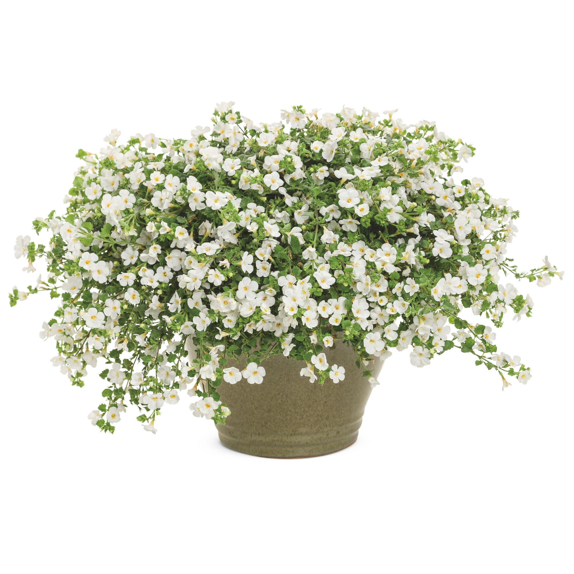 Proven Winners 4" White Snowstorm Giant Snowflake Bacopa Live Plant in 4.25" Pot (4 Count)