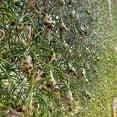 thumbnail image 4 of ragnaroc Air Plants - Tillandsia Bulbosa, Large 3-5" - 3ct - Live Arrival Guaranteed - House Plants for Home Decor & Gift, 4 of 6