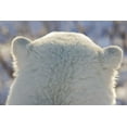 thumbnail image 2 of Kaveney, Wendy 32x23 Gold Ornate Wood Framed with Double Matting Museum Art Print Titled - Canada, Churchill Back of polar bears head, 2 of 4