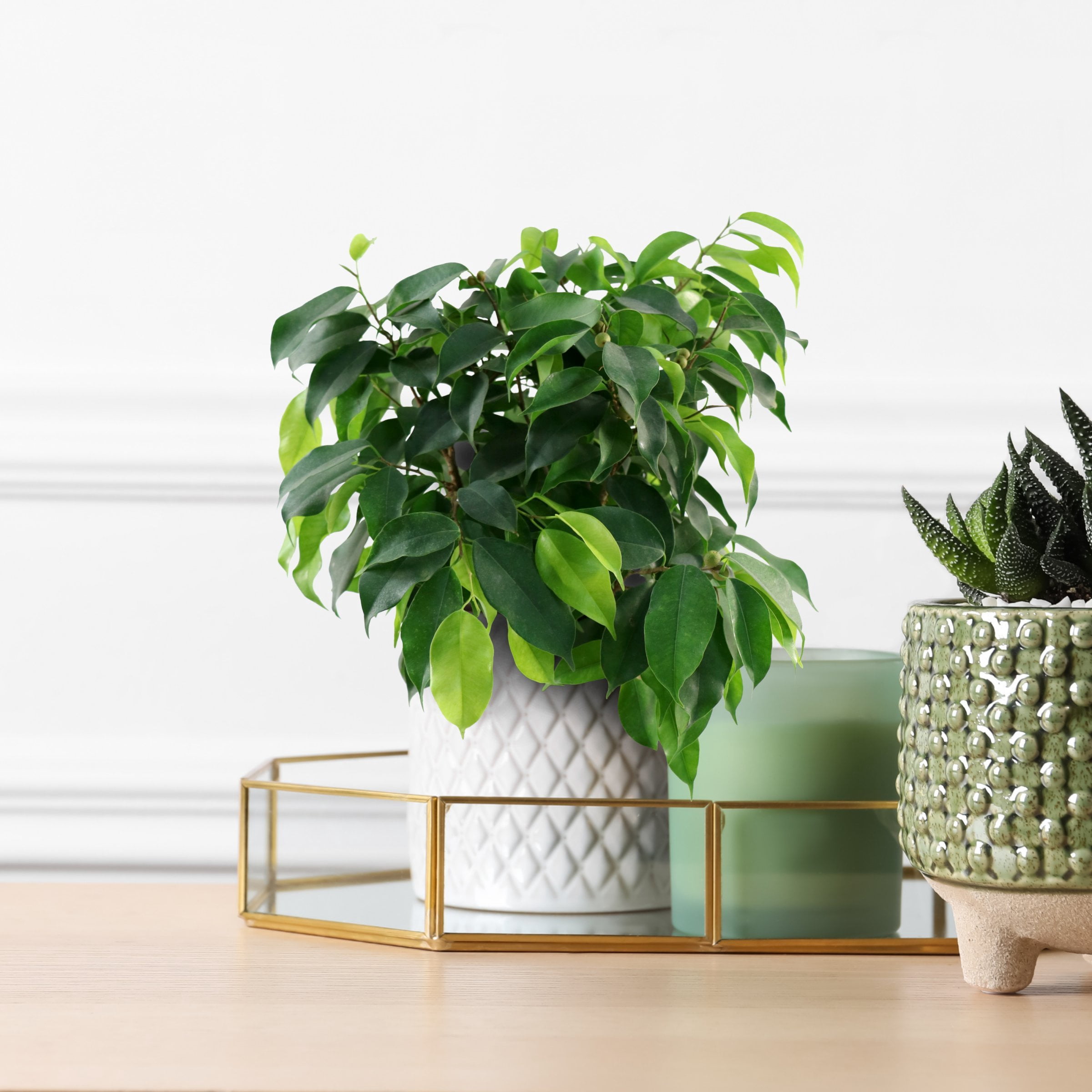 6 in. Ficus Spire Plant in Grower Container