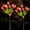 Magenta tulips, variant on Toopower Solar Garden Lights Outdoor, Solar Tulip Lights 2 Pack with 14 Tulip Flowers, IP65 Waterproof LED Stake Light for Pathway Patio Yard Landscape Decorative