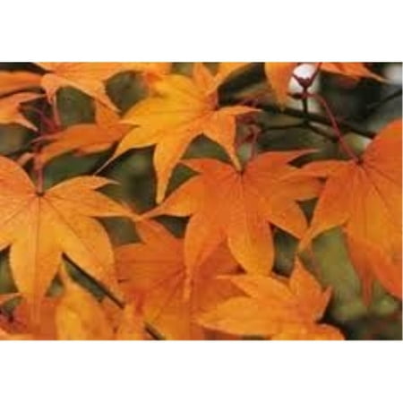 Maple Japanese 'Hogyoku' (Acer Palmatum 'Hogyoku') Nice Garden Tree 10 (Best Time To Transplant Japanese Maple Tree)
