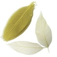 thumbnail image 3 of simhoa 100pcs Natural Magnolia Leaf For Scrapbooking DIY Craft Decors light yellow, 3 of 8