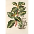 thumbnail image 3 of Charles Antoine Lemaire 14x18 Black Modern Framed Museum Art Print Titled - Peperomia Velutina (1854-1896), 3 of 5