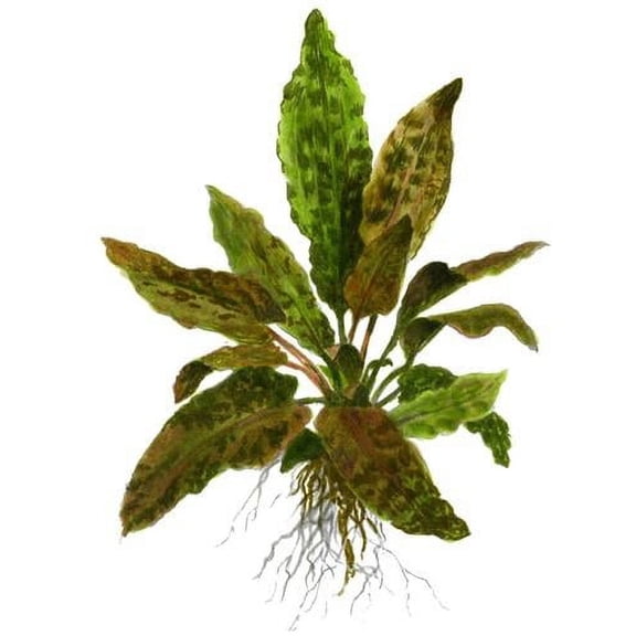 Cryptocoryne Wendtii Brown Bare Root Size: Small (1-3 Inches) Live Aquarium Plants BUY 2 GET 1 FREE