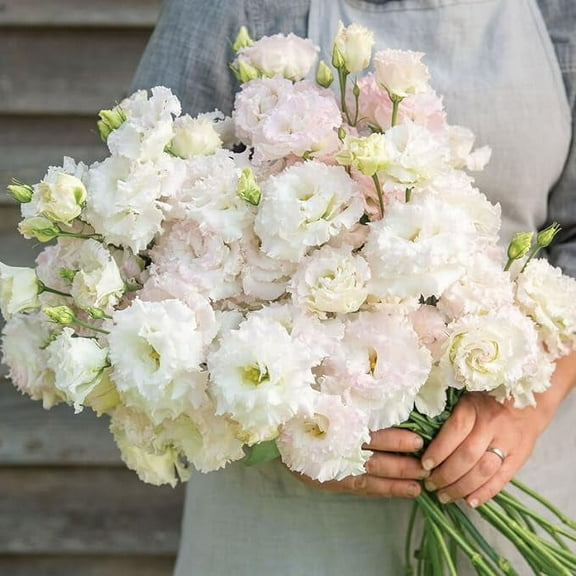20 First Love Lisianthus Flower Seeds for Planting -Pelleted Seed