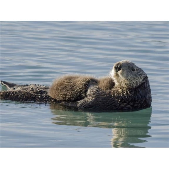 Sea Otter Enhydra Lutris Female with Pup in Prince William Sound Near Cordova Alaska Poster Print - 17 x 13 in.