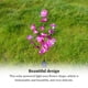 thumbnail image 3 of Billuyoard Luz alimentada por energía Solar, flores de simulación, estaca para jardín, Patio, camino de césped, decoración, lámpara de Iluminación navideña Luz de colores, 3 of 6
