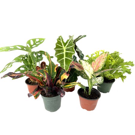 5 Pack Indoor Houseplant Collection - 5 Live Plants in 4 Inch Pots - Grower's Choice Based on Health, Beauty and Availability - Florist Quality Easy to Grow Air Purifying Indoor Plants