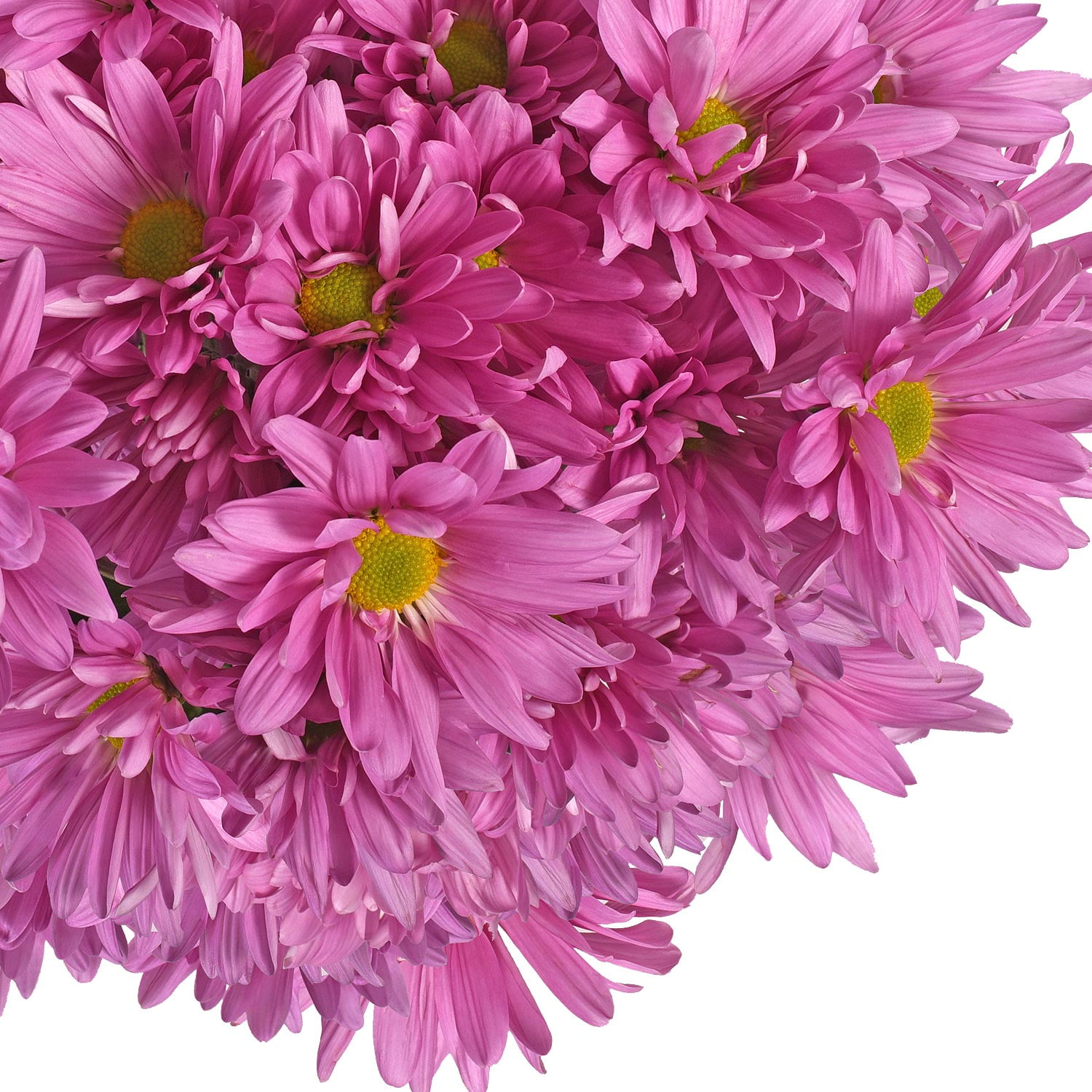 Fresh Cut Pink Daisies, Pack of 60 by InBloom Group