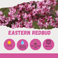 thumbnail image 6 of Eastern Redbud Tree Live Plant, Flowering Ornamental Plants, 8 to10 Inches in Height, Quart Pot For Outdoor Garden, 6 of 6