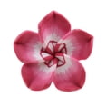 thumbnail image 2 of Broche de Flores Fernando Pin de broche de los hombres de las mujeres ramillete rojo, 2 of 8