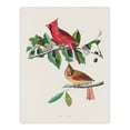 thumbnail image 3 of Artery8 John James Audubon Cardinal Grosbeak Bird Framed Wall Art Print Home Décor A3, 3 of 4