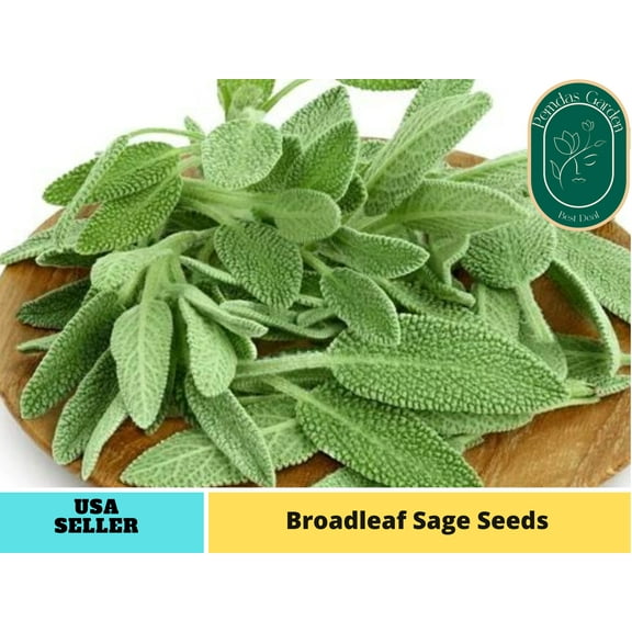 40 Seeds| Sage Seeds, Broadleaf - Authentic Seeds ~ GMO Free ~ Seeds~Flower seeds~ Vegetable seeds~ Asian Garden~ Flowers~ Herbs B5G1 #7042