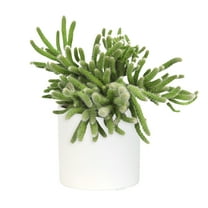 Altman Plants LoLite Rhipsalis Low Light Succulent in 3" White Decorative Pot (1 Count)