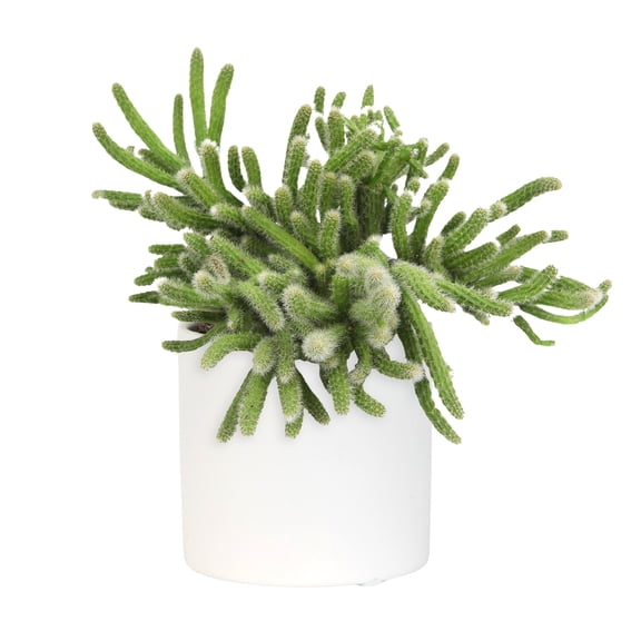 Altman Plants LoLite Rhipsalis Low Light Succulent in 3" White Decorative Pot (1 Count)