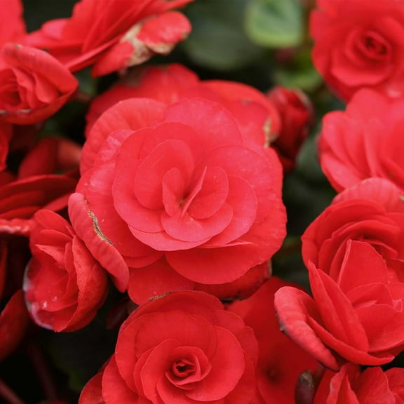 Pelleted Begonia Nonstop Series Red Seed ~25 Seeds | Double Blooms in Shade | Tuberous Annual for Hanging Baskets, Pots & Borders | 119-133 Days | Compact 8-10” Plants | Non-GMO