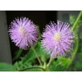 thumbnail image 1 of 100 MIMOSA / SENSITIVE PLANT / Touch Me Not - Schrankia Uncinata Flower Seeds, 1 of 3