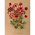 thumbnail image 2 of Arentine H. Arendsen 11x14 Gold Ornate Wood Frame and Double Matted Museum Art Print Titled - Anemone Star Van (Anemone Hortensis Van) (1872-1881), 2 of 4