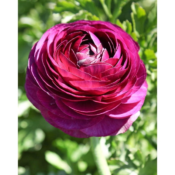 Merlot Ranunculus - 10 bulbs