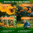 thumbnail image 3 of Marigold Flower Seeds Pack 1 oz - Over 9,250 Non-GMO Heirloom Flower Seeds for Planting, Annual Flowers in Individual Seed Packet for Planting Home Garden, 3 of 6