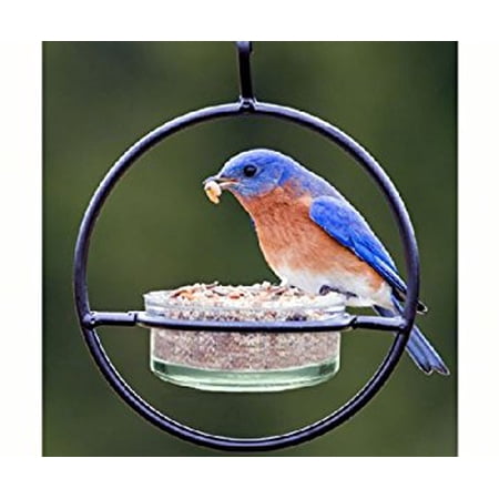 Mealworm Feeder 7 Walmart Com