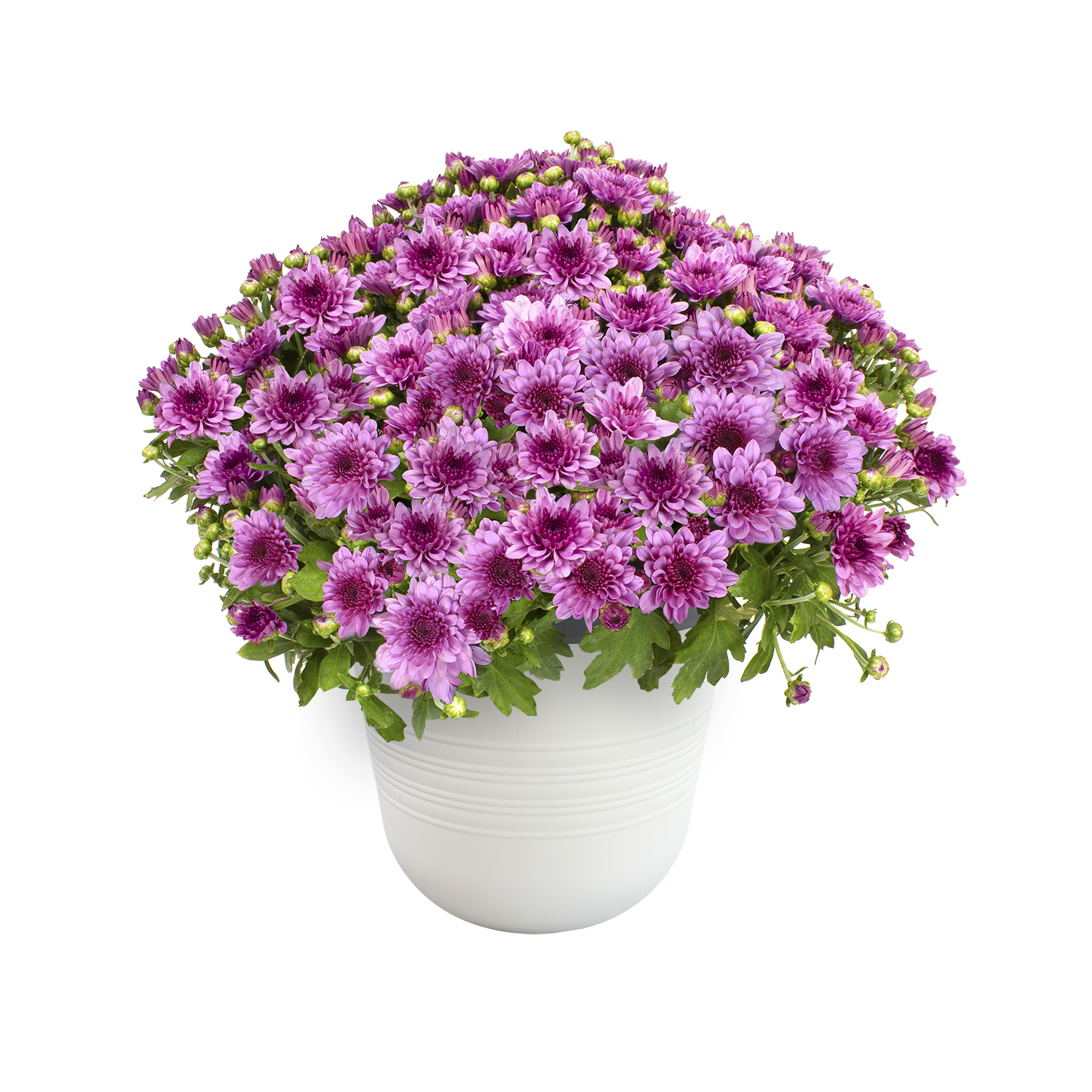 Better Homes & Gardens 3.5G Purple Mum with Decorative Pot Live Plant