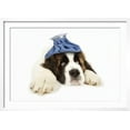 thumbnail image 2 of St Bernard Dog 14 Week Old Puppy with Ice Pack on His Head, Framed Art Print Wall Art Sold by Art.Com, 2 of 5