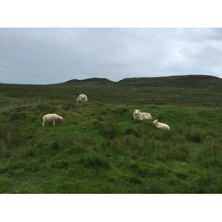 Framed Art for Your Wall Scotland Grass Sheep 10x13