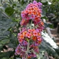 thumbnail image 3 of National Plant Network 3 gal Buddleia Bicolor Live Shrub with Full Sunlight, 3 of 8