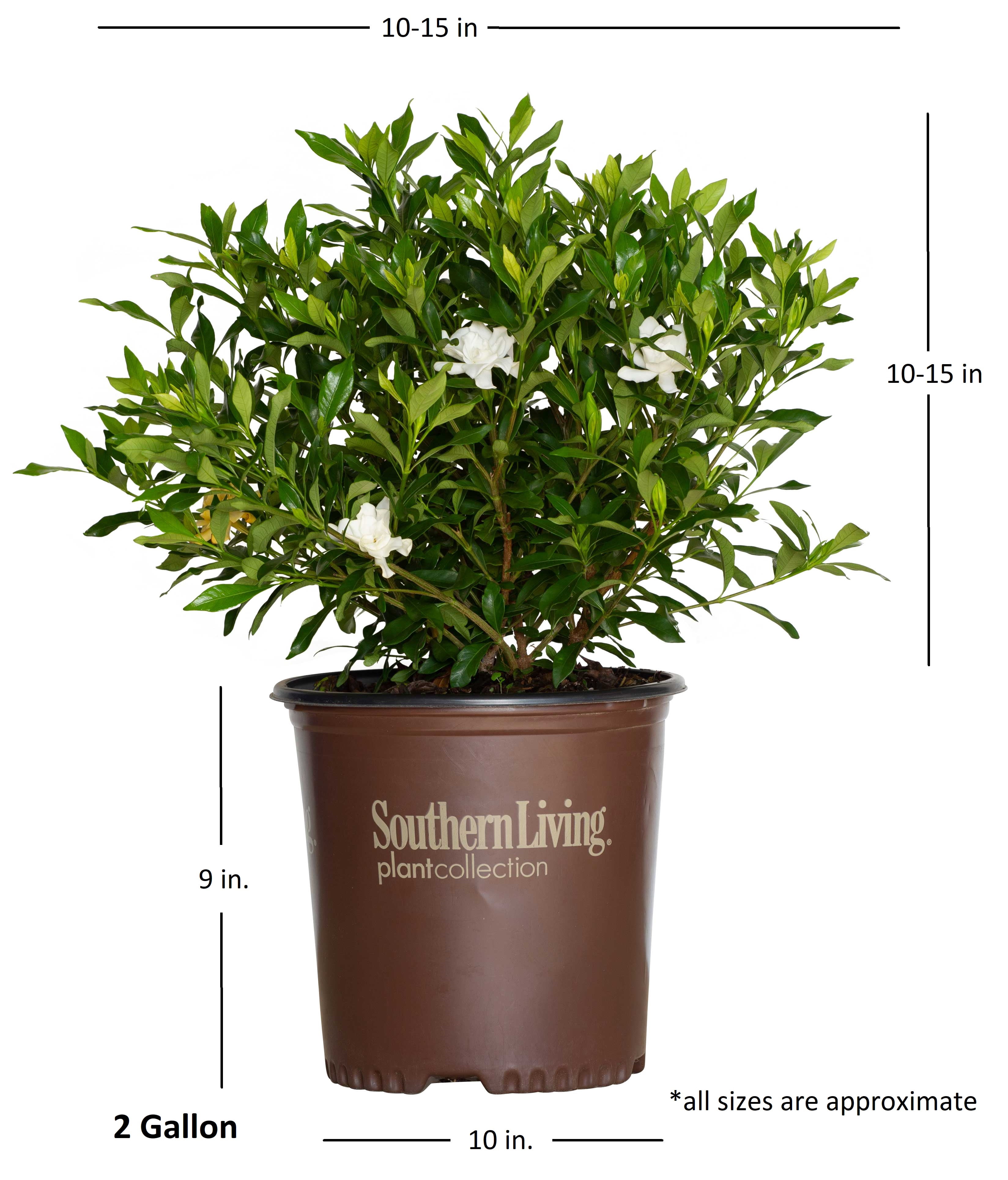 Southern Living Fool Proof Gardenia Live Shrub in 2-Gallon Grower Pot