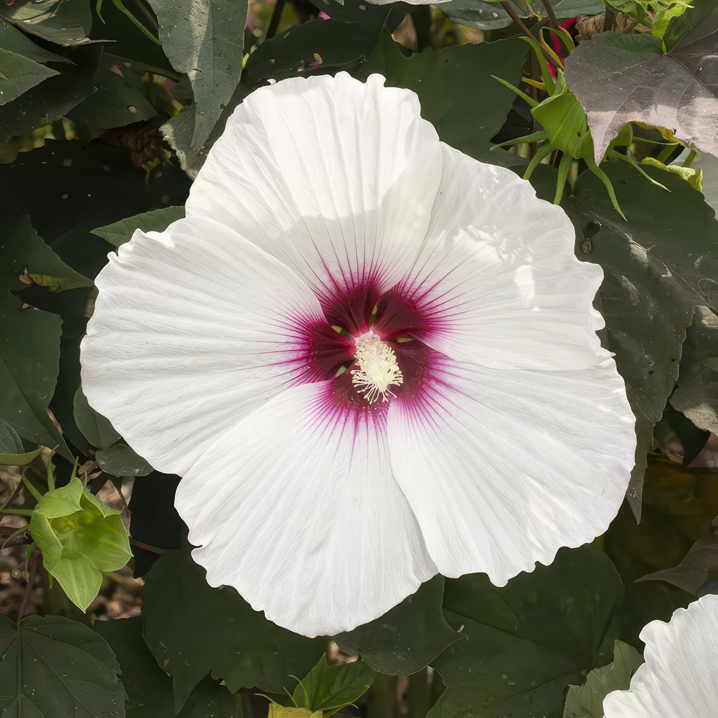National Plant Network Bare Root Hibiscus Head Over Heels Dream (3-Pack)