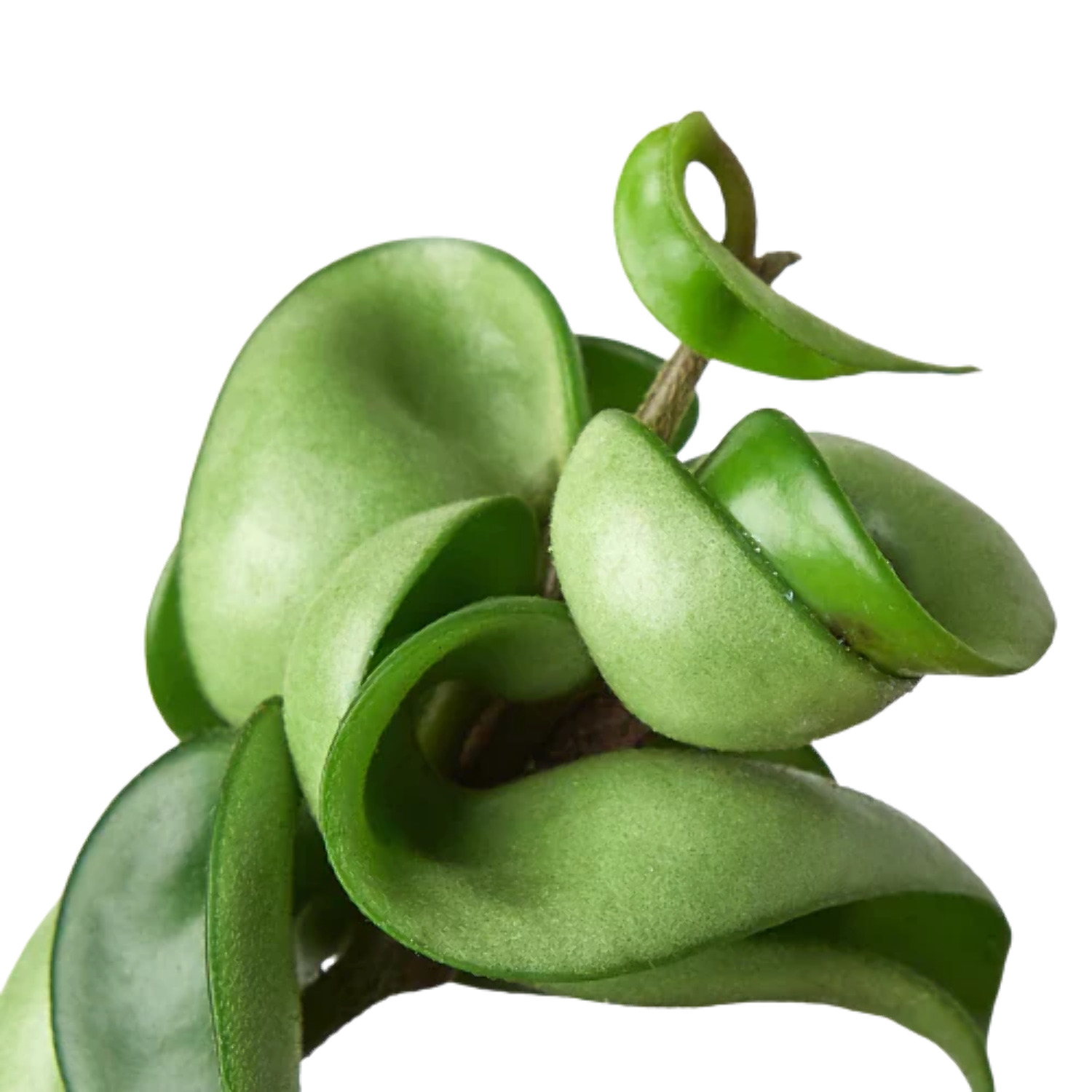 Hoya Rope Plant, 4" Pot, Indoor Houseplant, Easy Care, Live Plant for Indoor & Outdoor