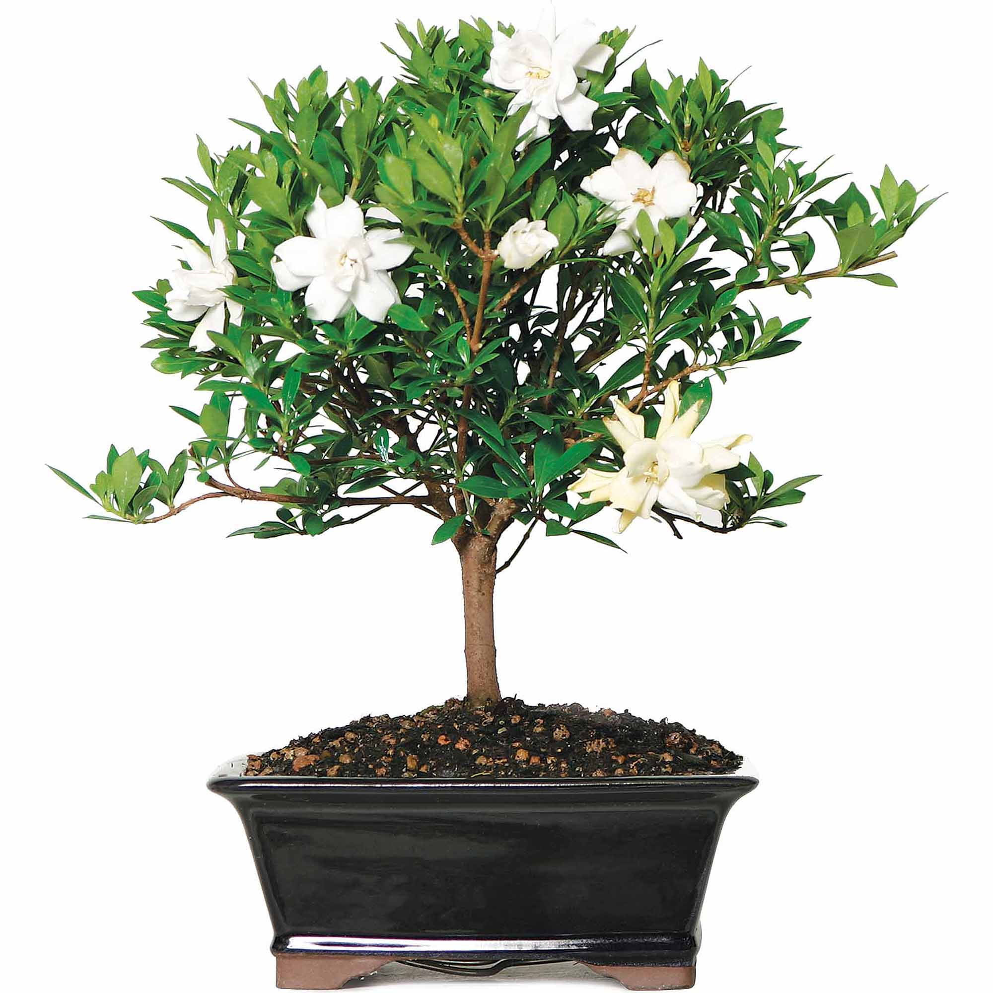 4 Years Old; 6 to 8 Tall with Decorative Container Not Sold in Arizona Brussels Live Gardenia Outdoor Bonsai Tree