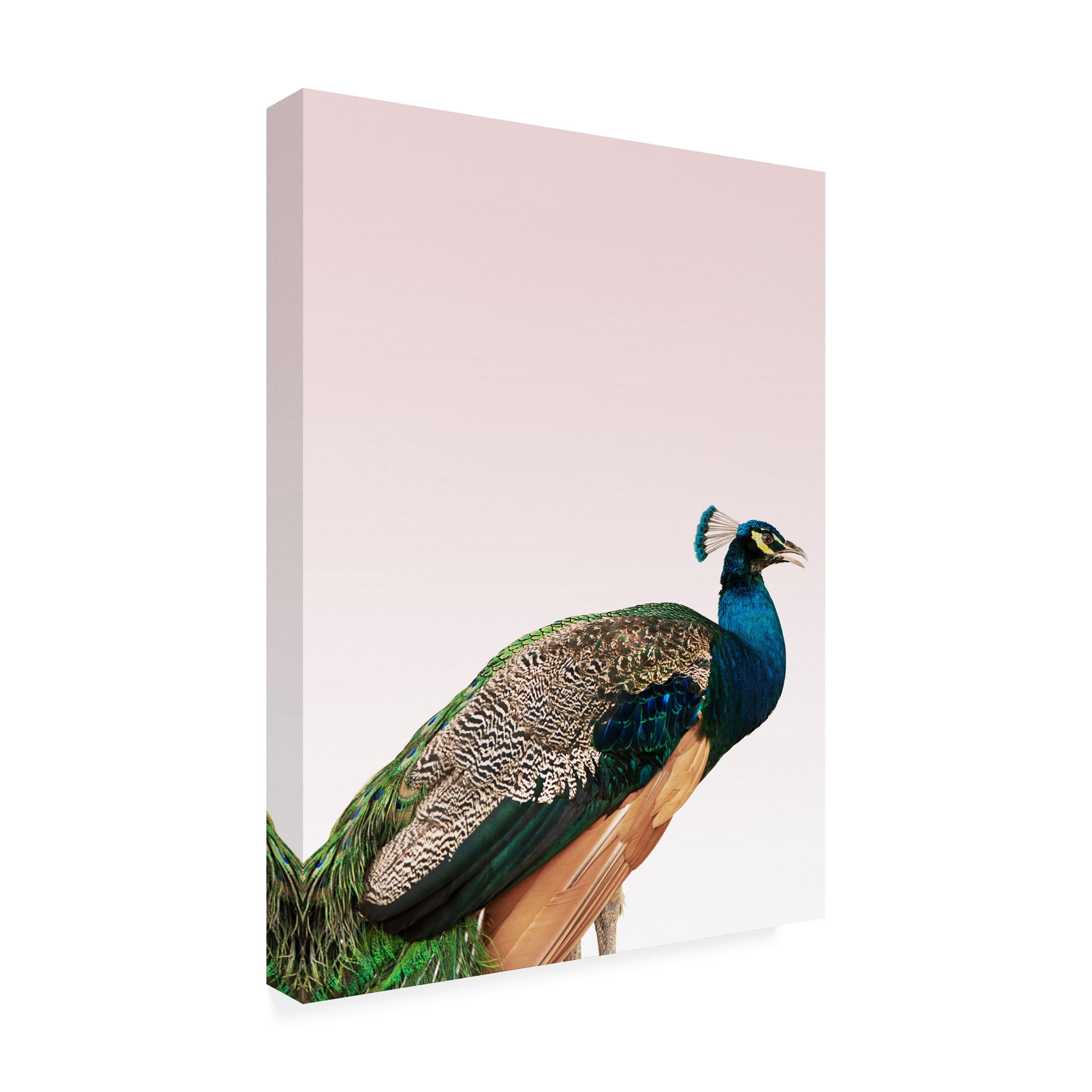 Trademark Fine Art 'Peacock on Pink Fabrikken' Canvas Art by Design Fabrikken