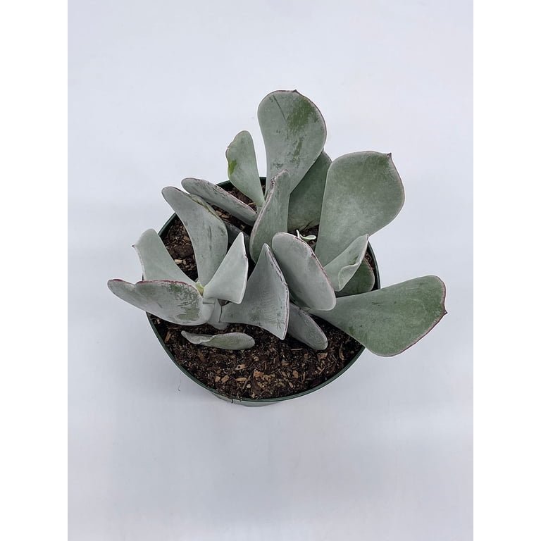 Cotyledon Orbiculata, Pig's Ear, 4 inch Round-leafed Succulent Navel-Wort -  Walmart.com