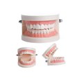 thumbnail image 1 of Modèle de Dentier Dentaire Standard Audlt Outil d'Enseignement Médical Modèle de Dents, 1 of 6