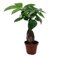 thumbnail image 3 of Twisted Money Tree - Pachira - 3" Pot - Trending, 3 of 4
