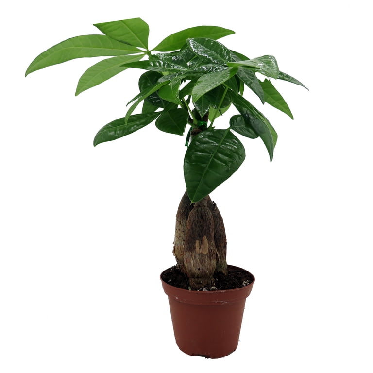 Twisted Money Tree - Pachira - 3" Pot - Trending