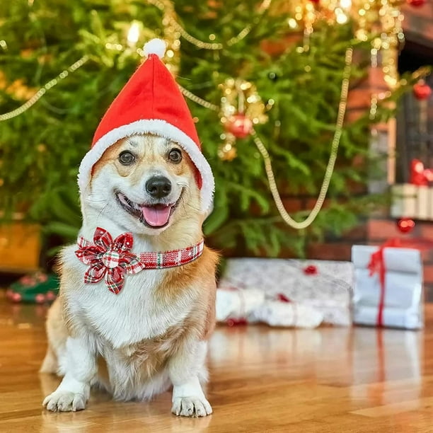 Dog collar hot sale with christmas lights